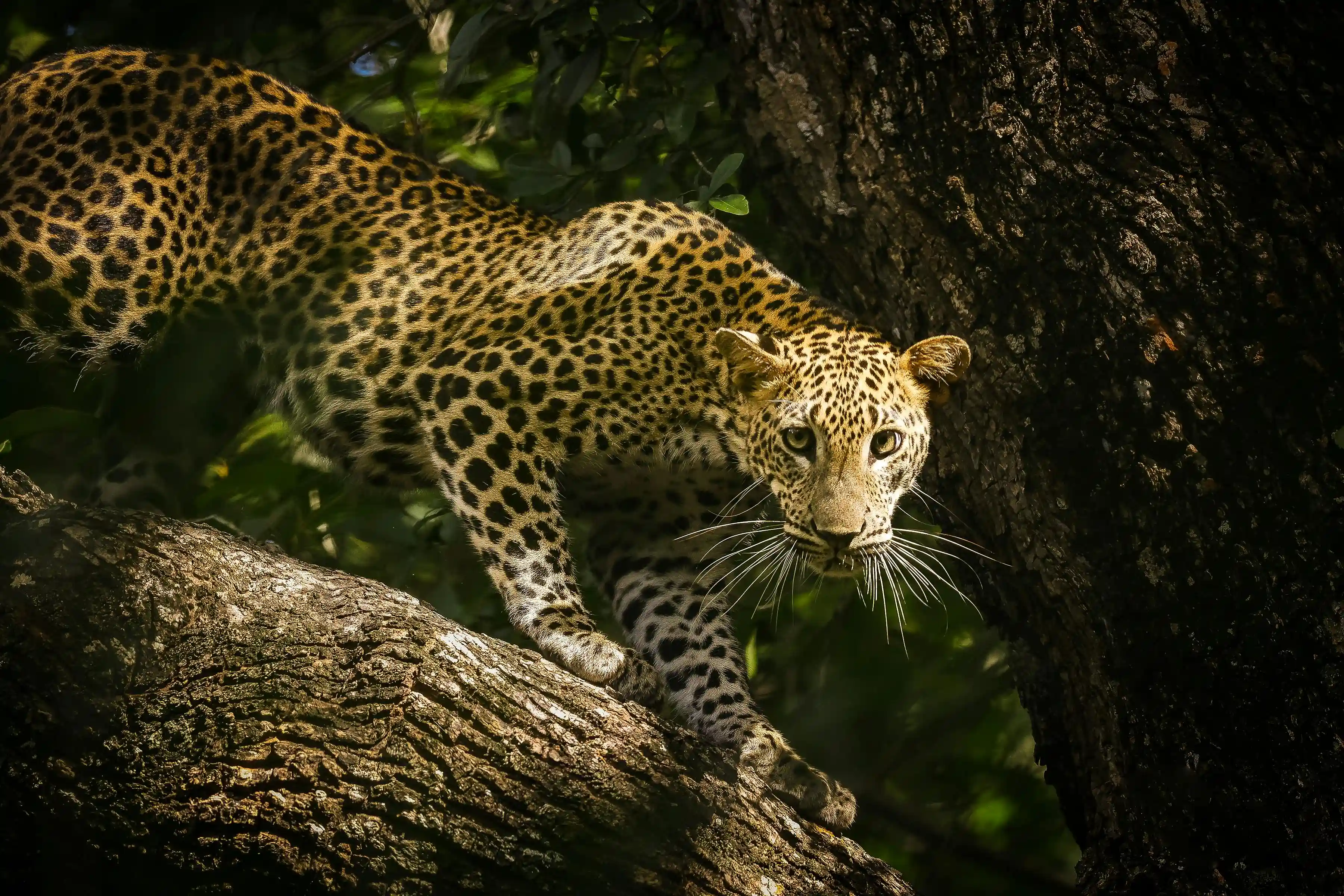 Yala National Park Leopard